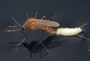 Mosquito Oviposition_B