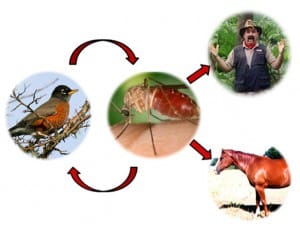 arbovirus cycle